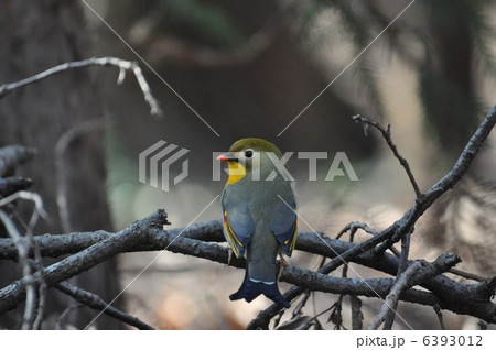 ソウシチョウの後ろ姿 6393012