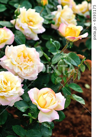 薔薇(ピース) 6393175