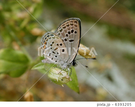 クロツバメシジミ クロツバメシジミ 6393205