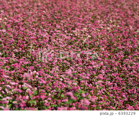 赤蕎麦の花 6393229