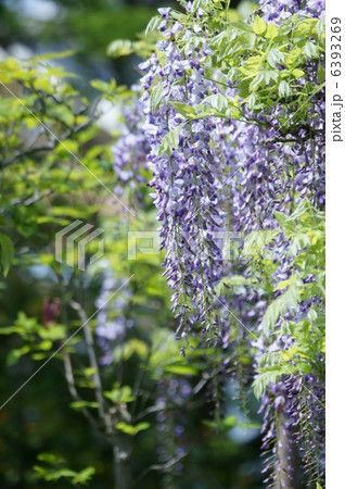 藤の花 虫の宝庫です の写真素材