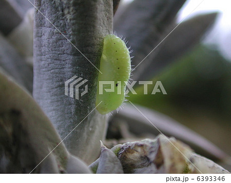 クロツバメシジミ 6393346