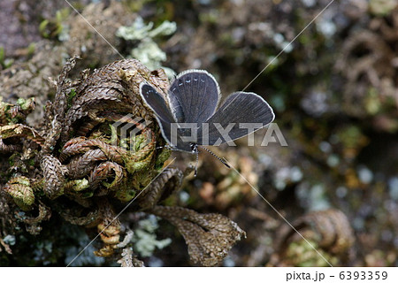 クロツバメシジミ 6393359