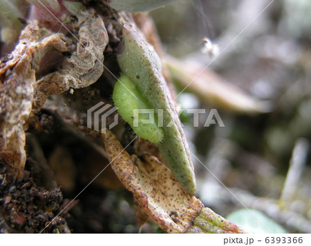 クロツバメシジミ 6393366