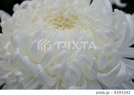 大菊 大菊 6393392