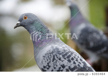 ドバト（土鳩） 6393464