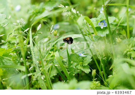 並瓢虫二紋型　てんとう虫　交尾中？ 6393467