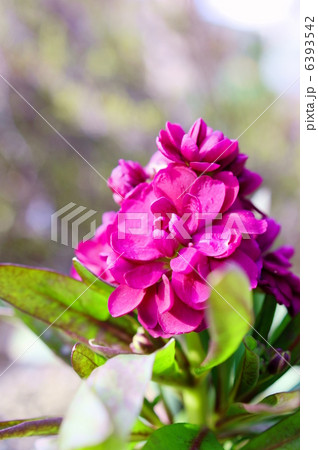 ストック 花言葉 永遠の美 Common Stockの写真素材 ストック 花言葉 永遠の美 Common Stockの写真素材