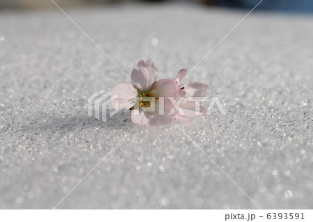 啓扇桜 啓扇桜 6393591