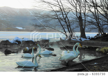 数羽の白鳥　和琴半島　屈斜路湖　（弟子屈町） 6393730