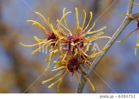 まんさくの花　マンサク　万作 6393752