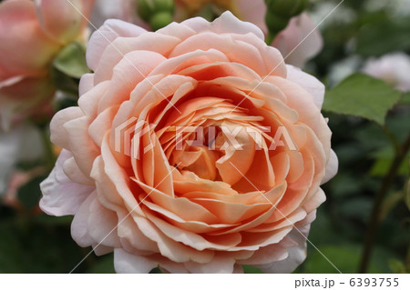 デビッド・オースチン　イングリッシュローズ　アンブリッジ・ローズ（Ambridge Rose） 6393755