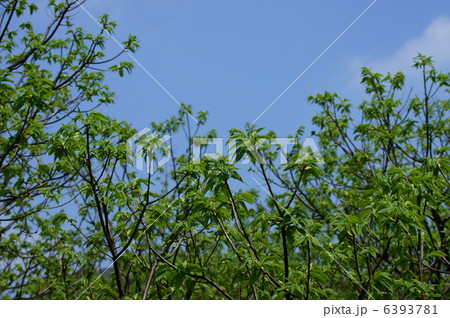 栗の新芽 6393781