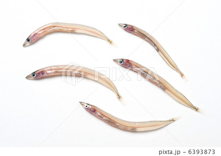 いかなご生 6393873