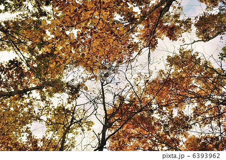晩秋の森 6393962