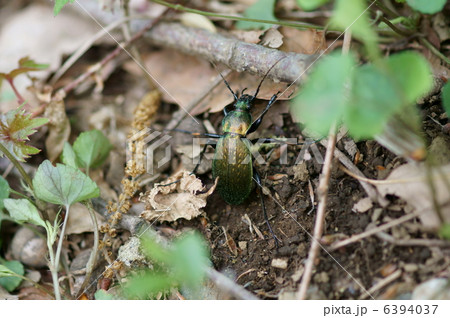 青歩行虫アオオサムシ　肉食です。 6394037