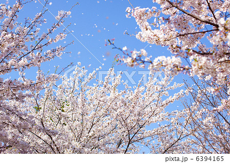 桜の花吹雪 6394165