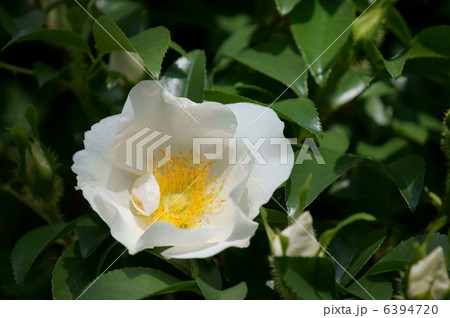 浪花茨　ナニワイバラ白い大きな花です。 6394720