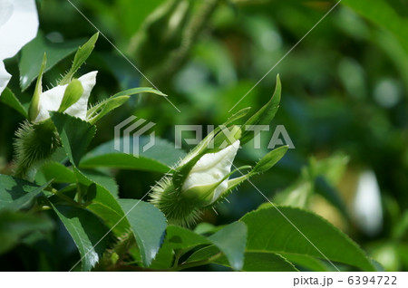 浪花茨　ナニワイバラ白い大きな花が咲きます。 6394722