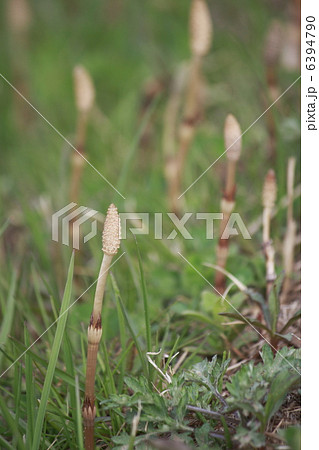 ツクシ ツクシ 6394790