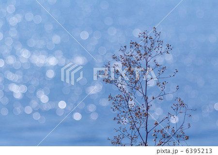 冬の荒川河川敷 6395213