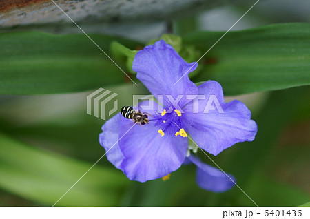 並星扁虻ナミホシヒラタアブと紫露草 6401436