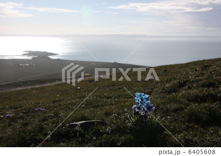 扎陵湖と青いけし 扎陵湖と青いけし 6405608