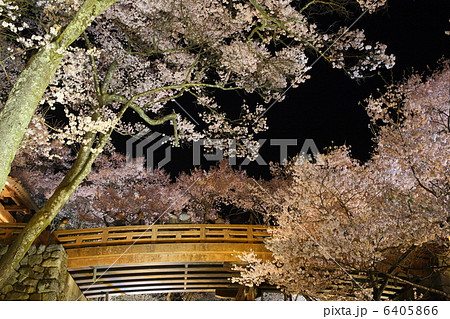 高遠城址公園の夜桜 6405866