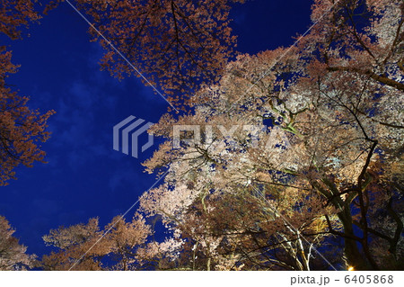 高遠城址公園の夜桜 高遠城址公園の夜桜 6405868