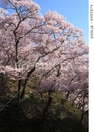 高遠城址公園の夜桜 6405874