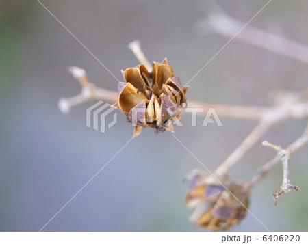 サルスベリの実 6406220