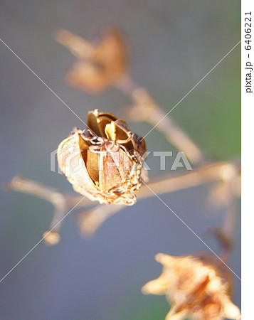 サルスベリの実 6406221