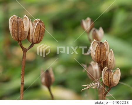 ウバユリ果実 ウバユリ果実 6406238