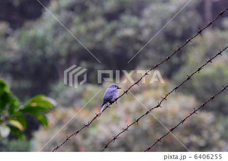 Ashy Drongo （ハイイロオウチュウ） 6406255