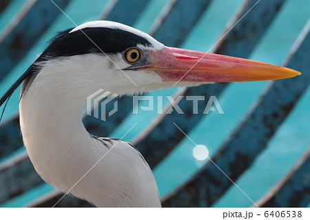 動物園に迷い込んだ野鳥 6406538