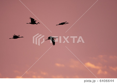 ナベヅル 6406644