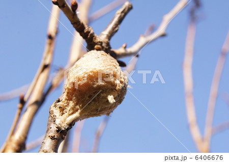 カマキリの巣（卵） 6406676