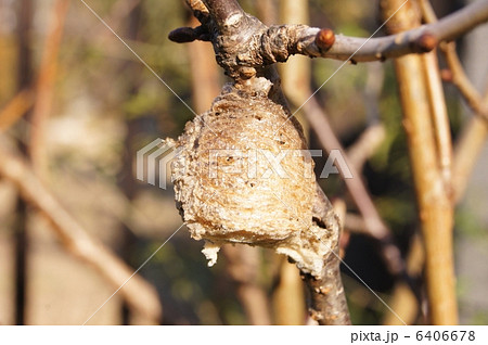 カマキリの巣(卵) カマキリの巣(卵) 6406678