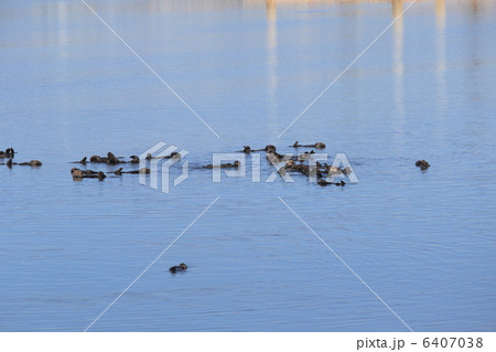 モスランディングのラッコ 6407038