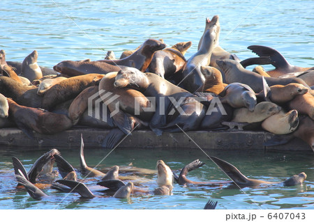 モスランディングのアシカ 6407043