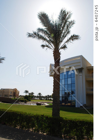 high  palm on sky background with sun 6407245