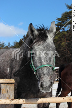 寒い日の馬の表情 6407329