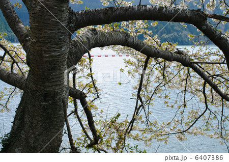 江川ダムと桜 江川ダムと桜 6407386