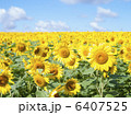 ヒマワリ 6407525