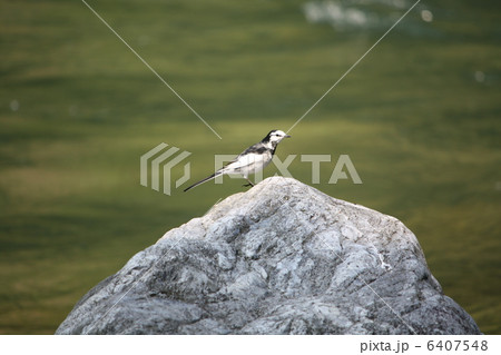 ハクセキレイ 6407548