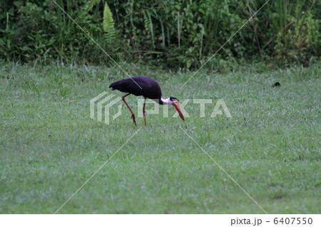 Storms Stork Storms Stork 6407550