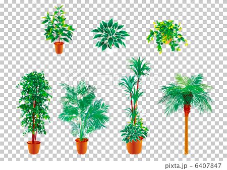 葉子植物 6407847