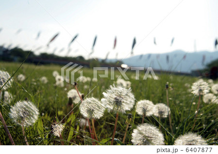 タンポポの綿毛と鯉のぼり 6407877