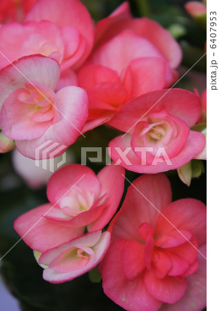 ベゴニア ベゴニア 6407953