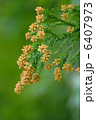 杉の花 6407973